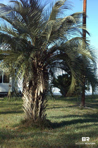8599 West Fort Morgan Road West Gulf Shores, AL 36542 - Photo 9 of 17 large palm on property