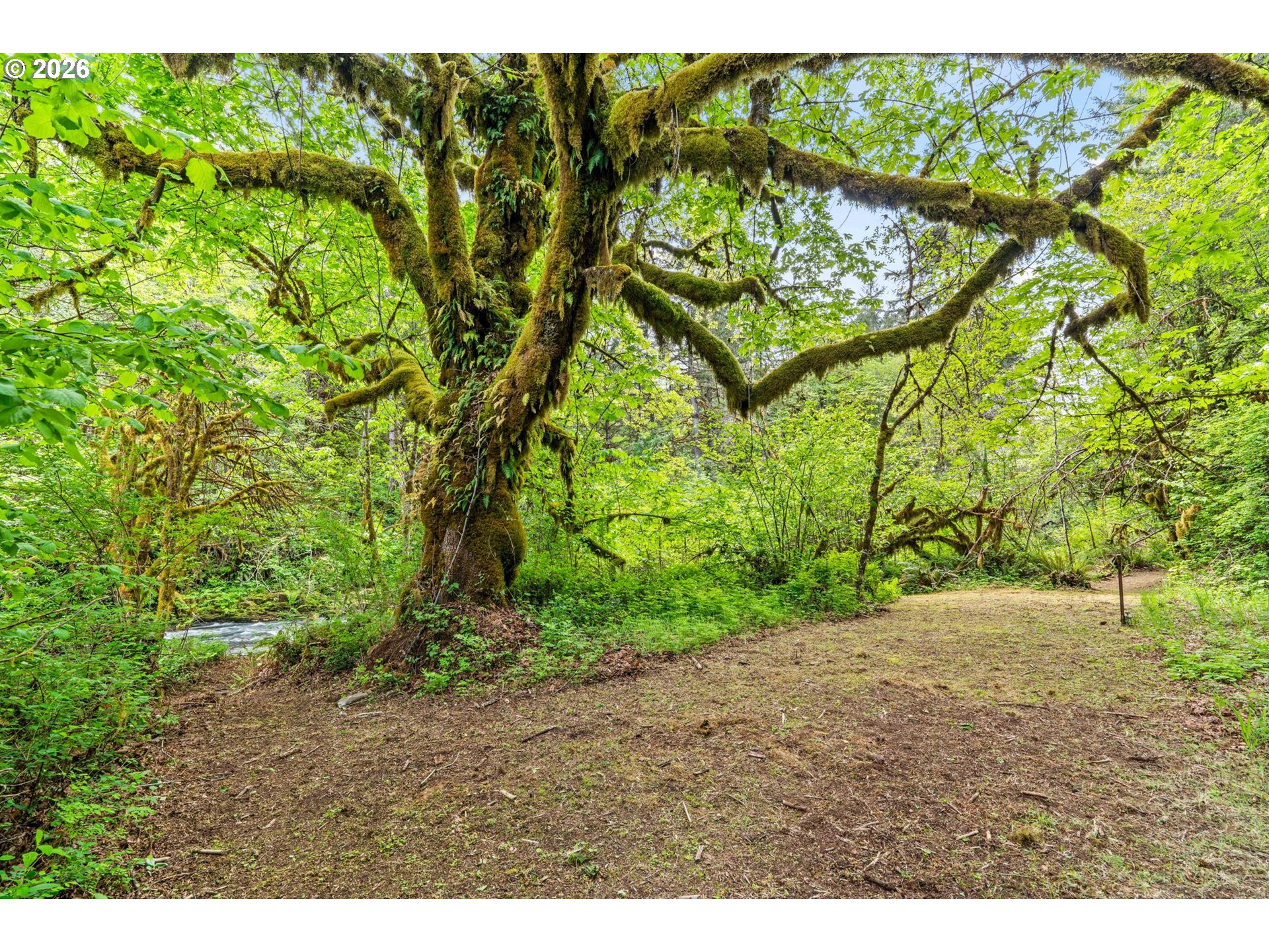 93933 Marcola Road Marcola, OR 97454 - Photo 24 of 35 a view of a yard with a tree