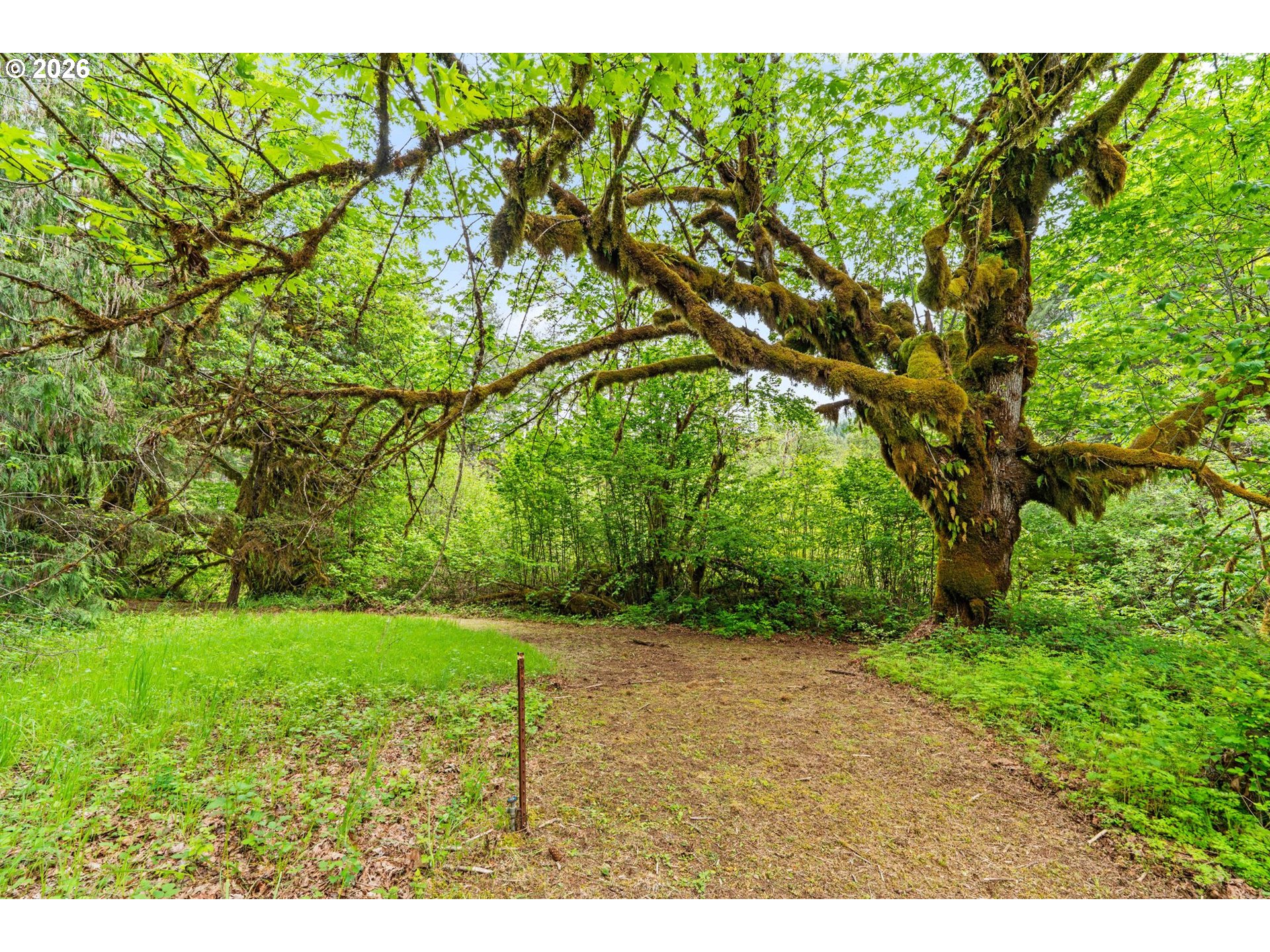 93933 Marcola Road Marcola, OR 97454 - Photo 27 of 35 a view of a yard with a tree