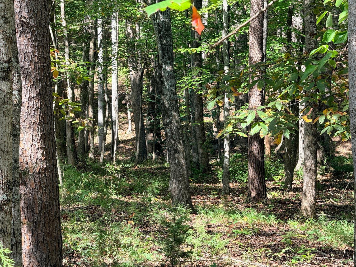 0 Lot 25 Cutlass Road Moneta, VA 24121 - Photo 10 of 25