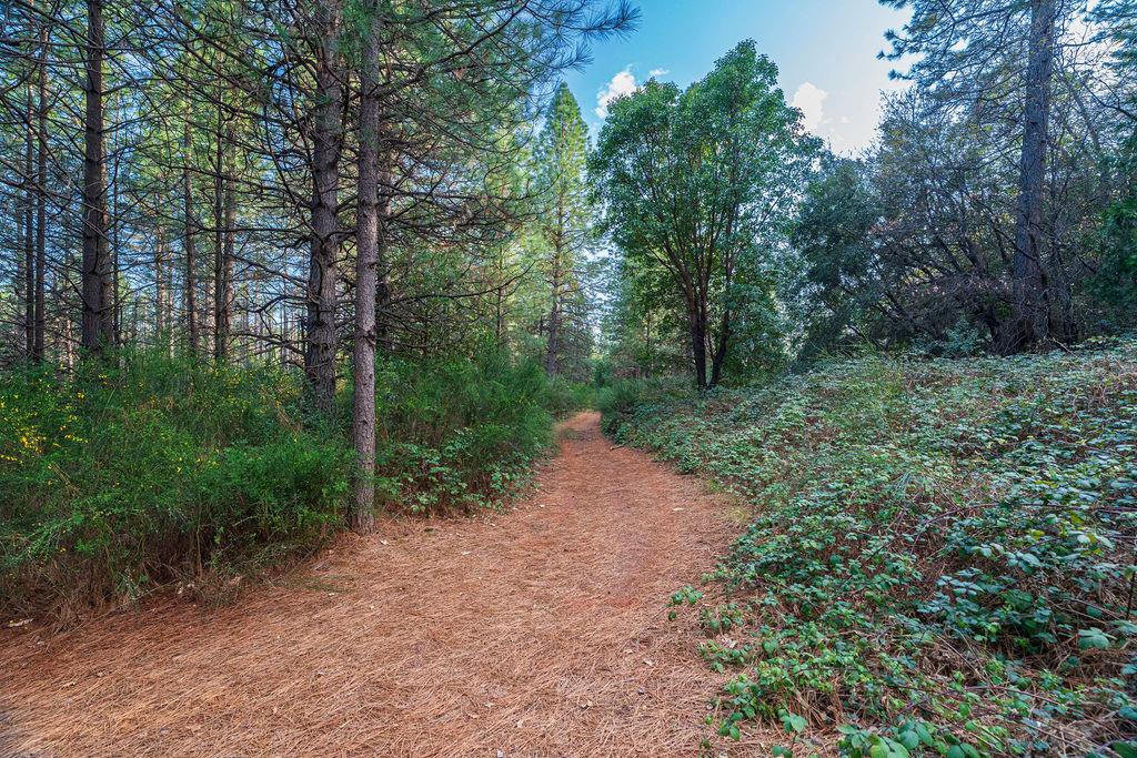 11192 Sebastopol Road North San Juan, CA 95960 - Photo 3 of 12 a big yard with lots of green space and deers