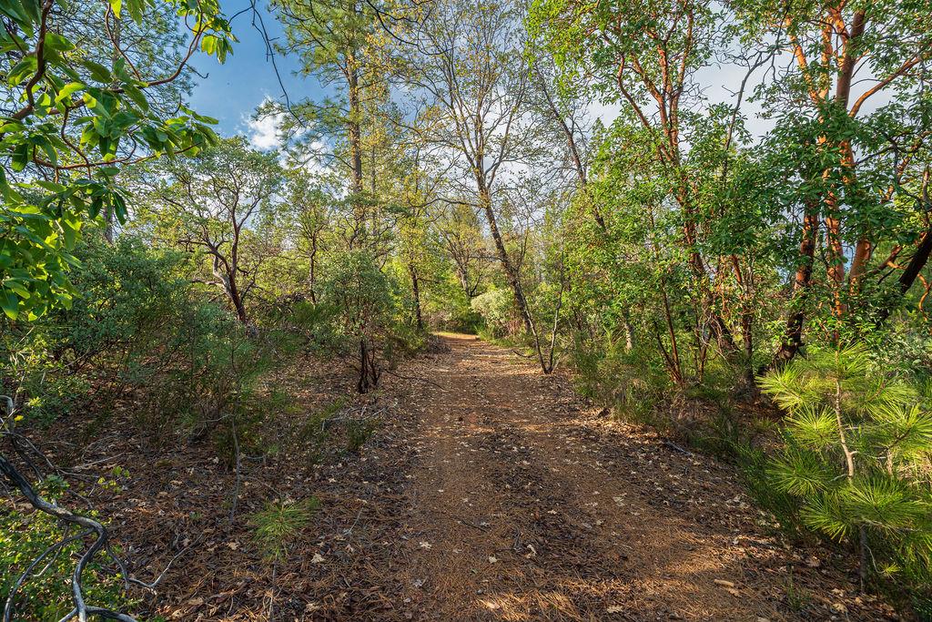 11192 Sebastopol Road North San Juan, CA 95960 - Photo 4 of 12 a view of a forest with trees in the background