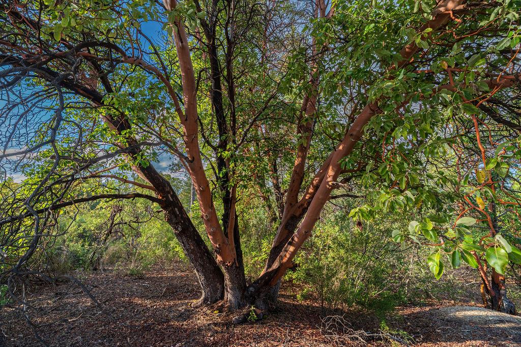 11192 Sebastopol Road North San Juan, CA 95960 - Photo 5 of 12 a view of tree