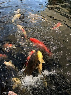 1249 Jessie Road Henderson, NV 89002 - Photo 54 of 75 Large Koi pond w/ numerous mature fish