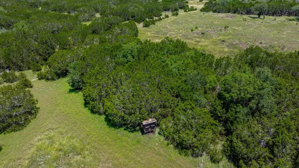 a view of a lush green forest with lawn chairs under a large tree