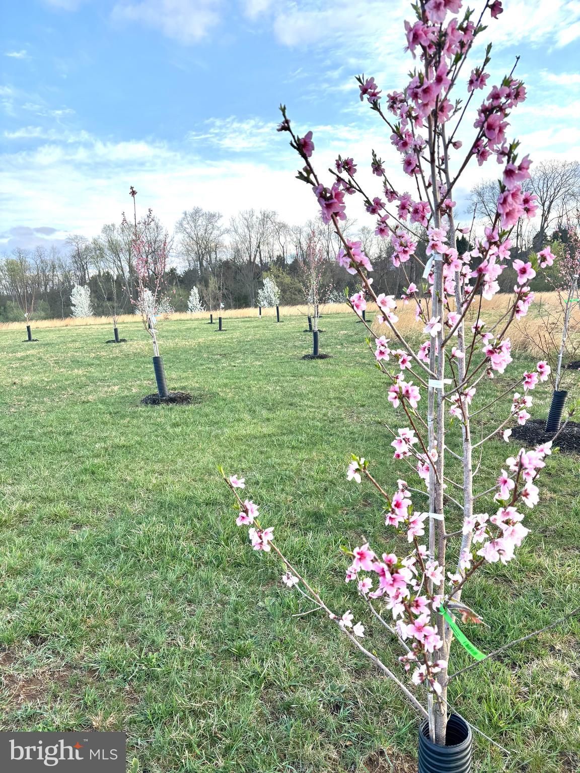 1015 Redbud Road Winchester, VA 22603 - Photo 5 of 7