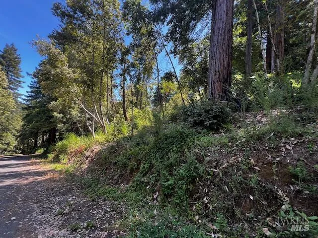 a view of a yard with plants and trees