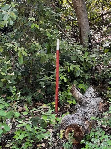 a close up of a tree in a garden