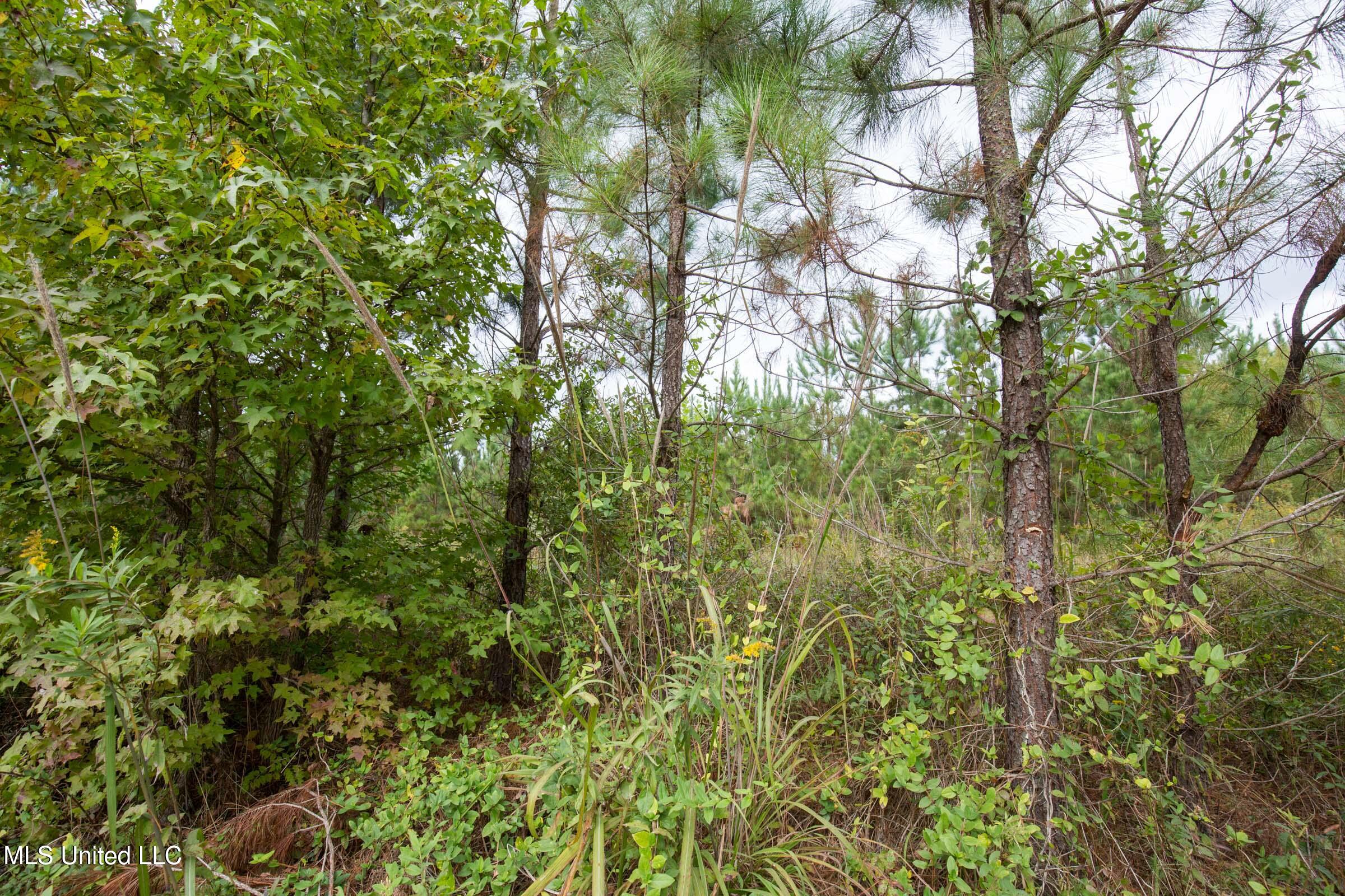 10 Attala Road McCool, MS 39108 - Photo 6 of 7 brentwood-17