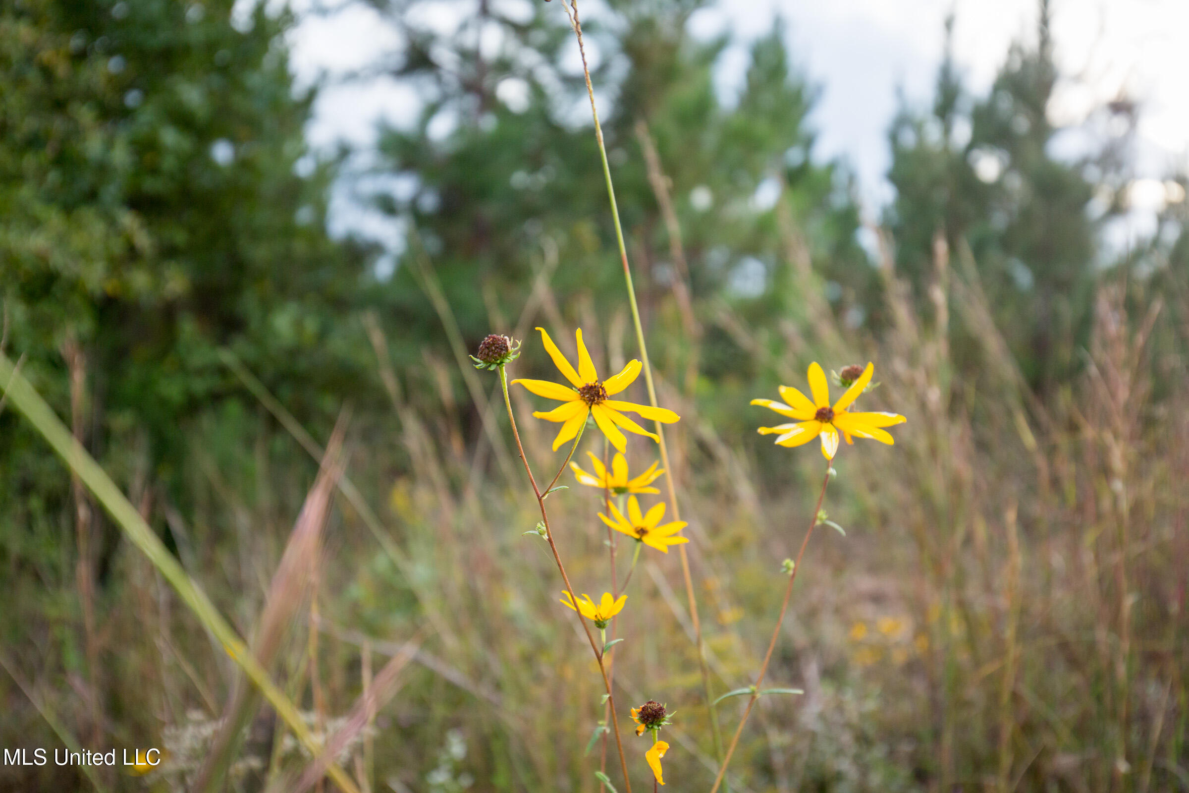 10 Attala Road McCool, MS 39108 - Photo 7 of 7 brentwood-18