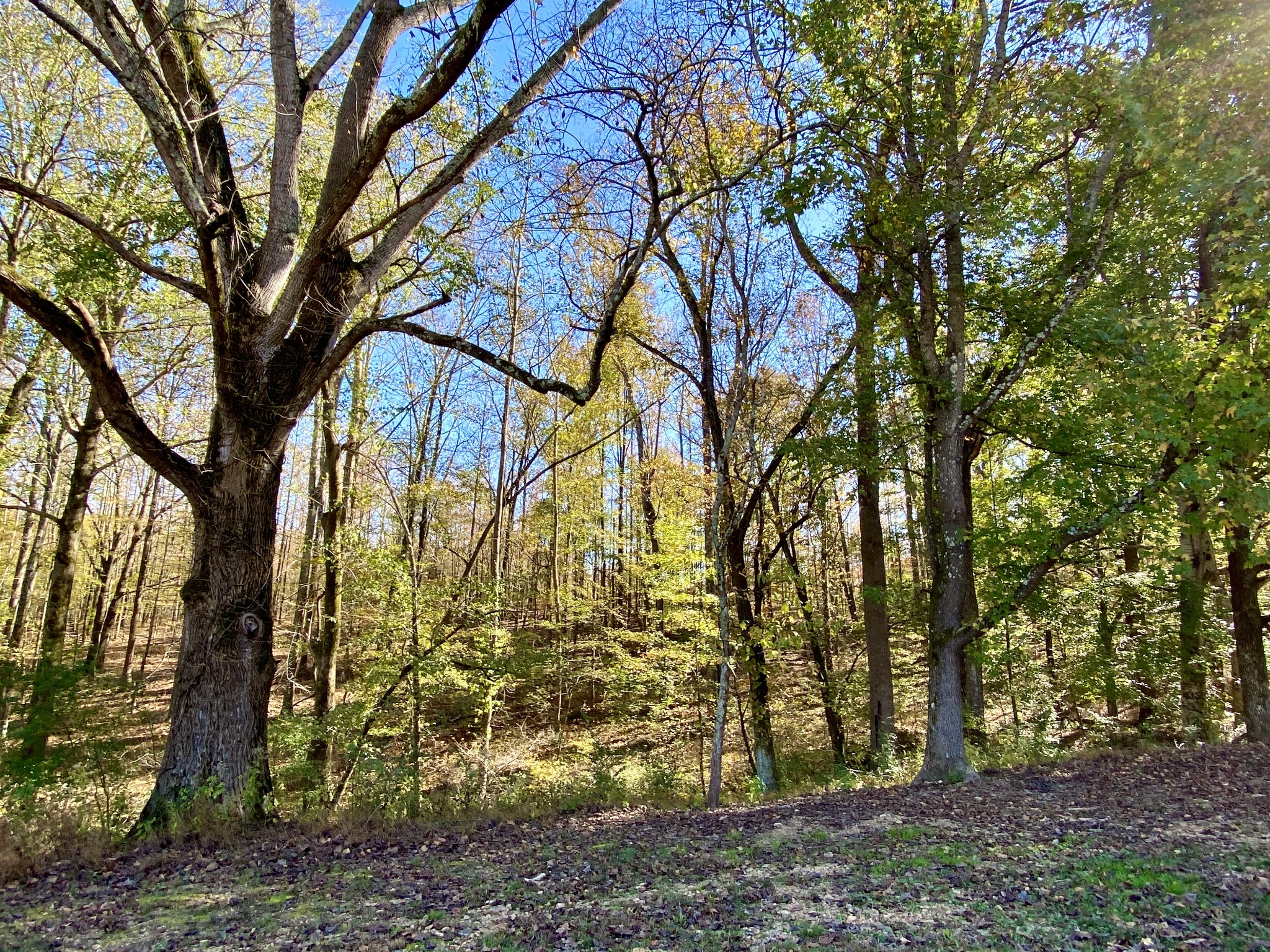 141 New Hope Road Five Points, TN 38457 - Photo 38 of 40