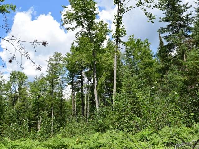 3816 Tre Fiske Road Rhinelander, WI 54501 - Photo 8 of 19 Gallery Image 8