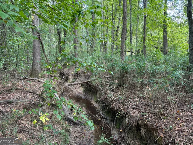 a view of a forest with trees
