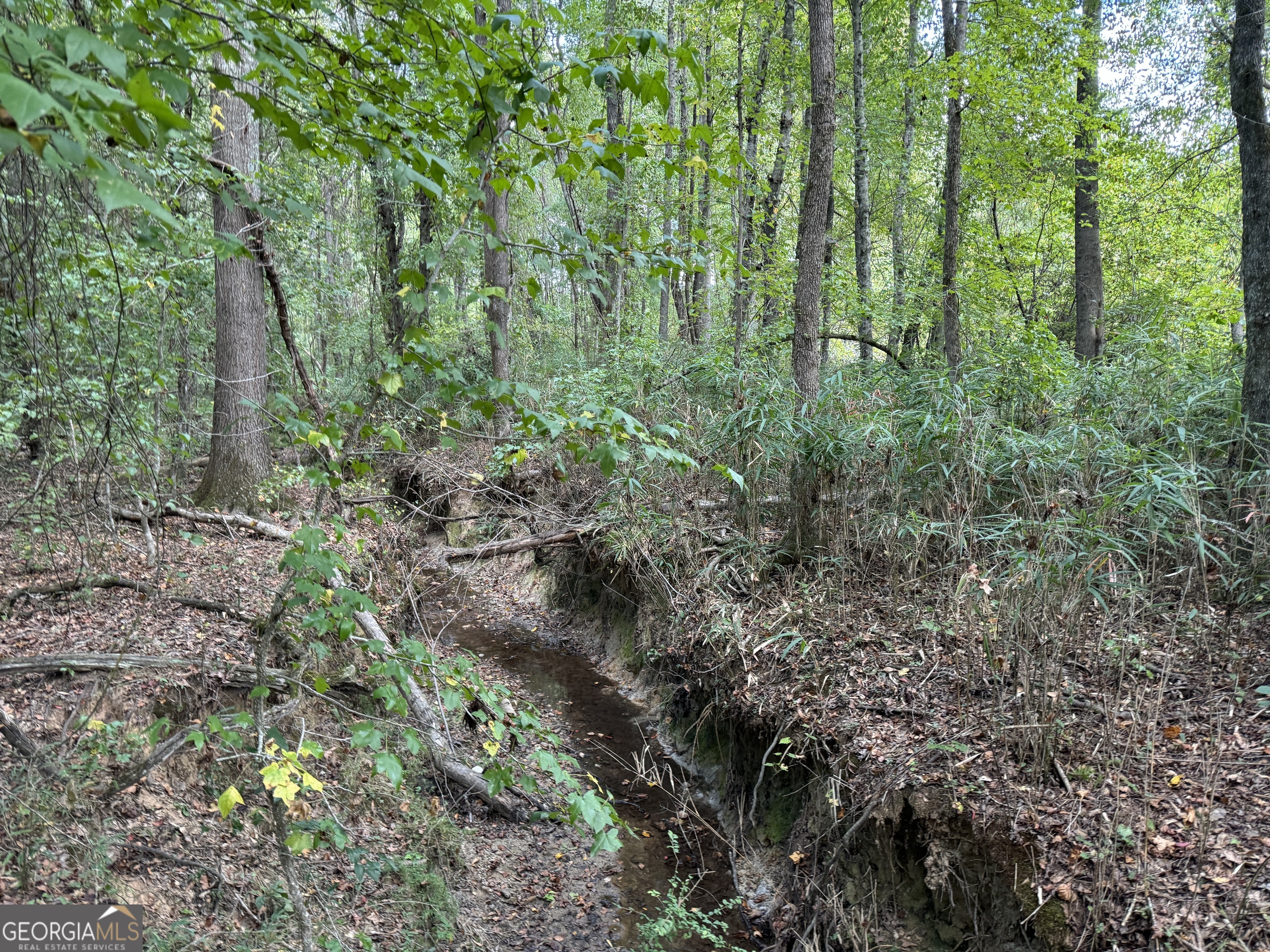 Tr 4-15.976 Ac Pike Road Franklin, GA 30217 - Photo 3 of 6 a view of a forest with trees