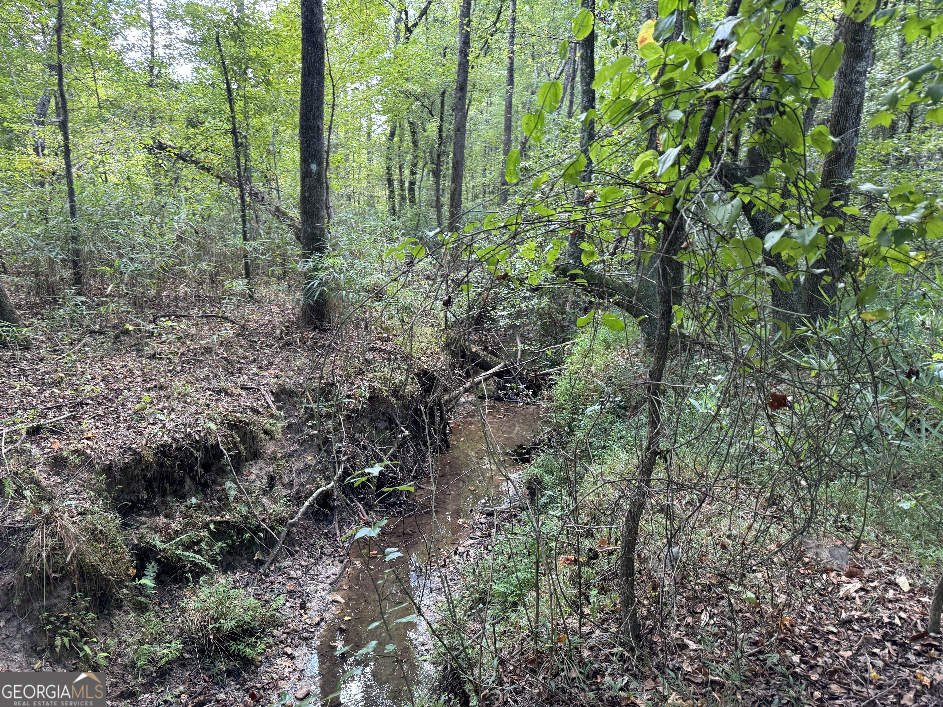 Tr 4-15.976 Ac Pike Road Franklin, GA 30217 - Photo 4 of 6 a view of forest