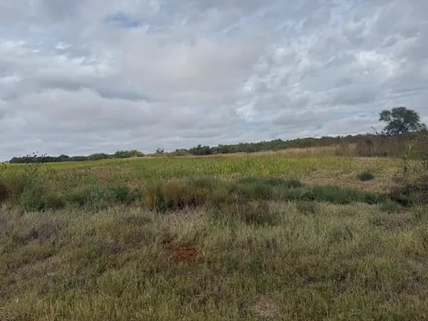 a view of a field of grass and trees
