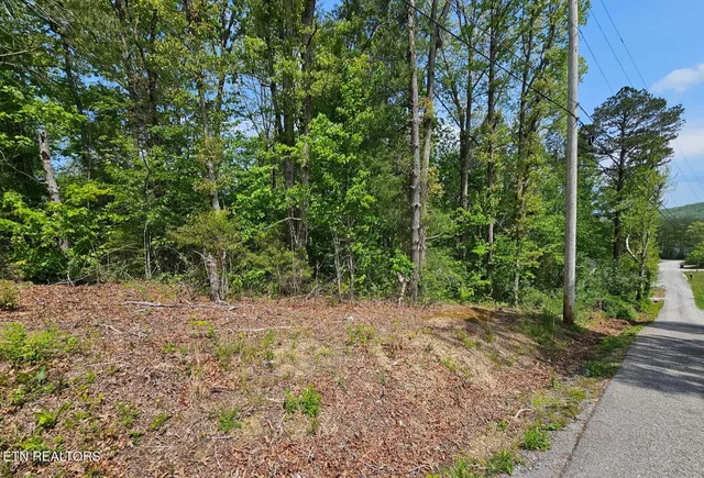 a view of a yard with plants and large trees