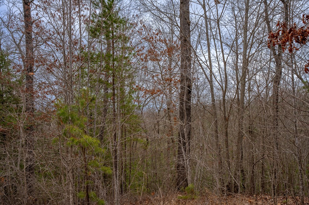 Lot 63 Lake Wood Road Murphy, NC 28906 - Photo 22 of 28