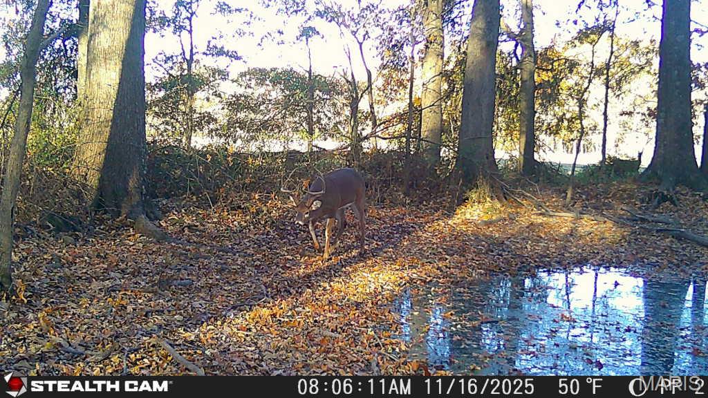 0 State Highway Royalton, IL 62983 - Photo 11 of 13