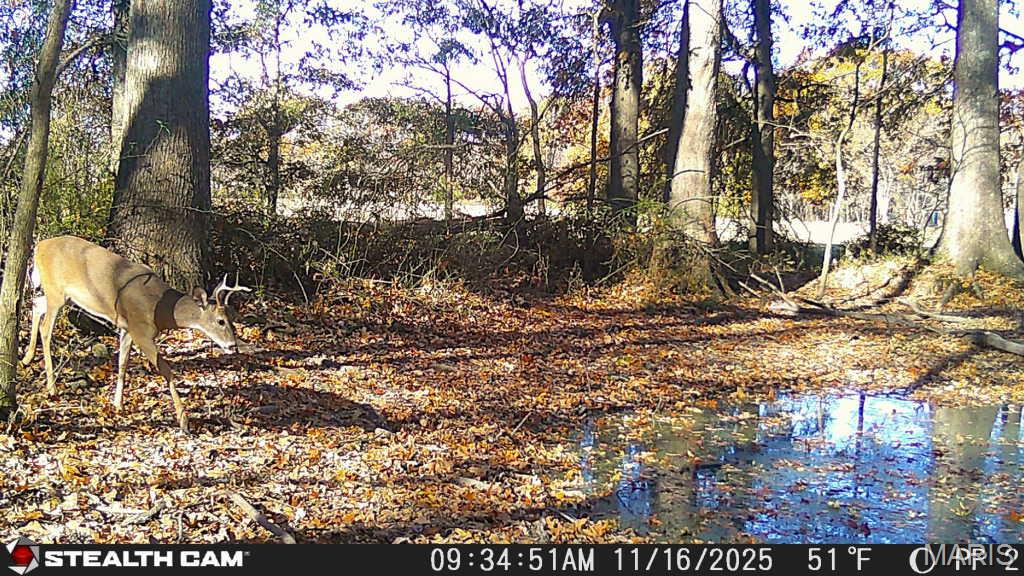 0 State Highway Royalton, IL 62983 - Photo 5 of 13