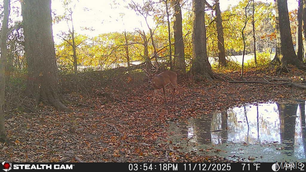 0 State Highway Royalton, IL 62983 - Photo 8 of 13