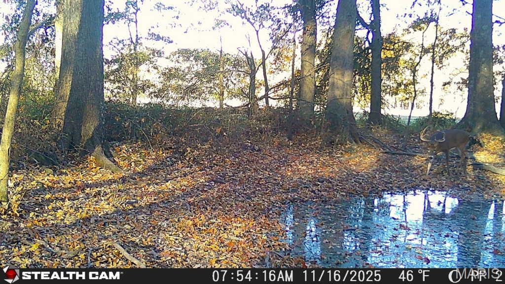 0 State Highway Royalton, IL 62983 - Photo 10 of 13