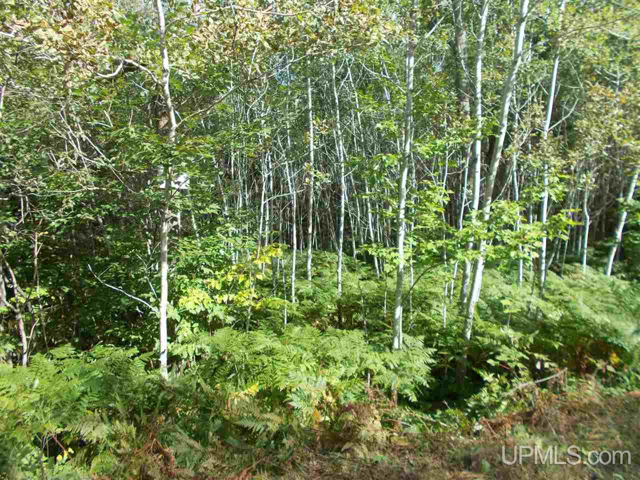 80-acres Co Rd Ffw Republic, MI 49879 - Photo 15 of 21
