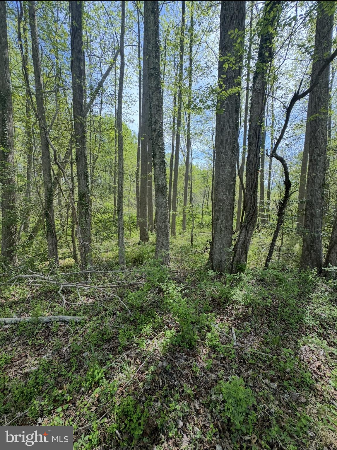 1485 Wilson Road Huntingtown, MD 20639 - Photo 3 of 6