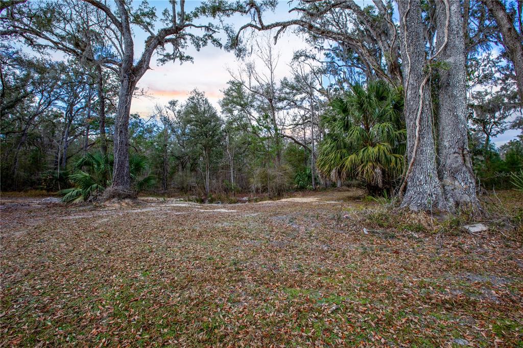 402 Southeast 709th Street Old Town, FL 32680 - Photo 33 of 37 a view of a forest with trees