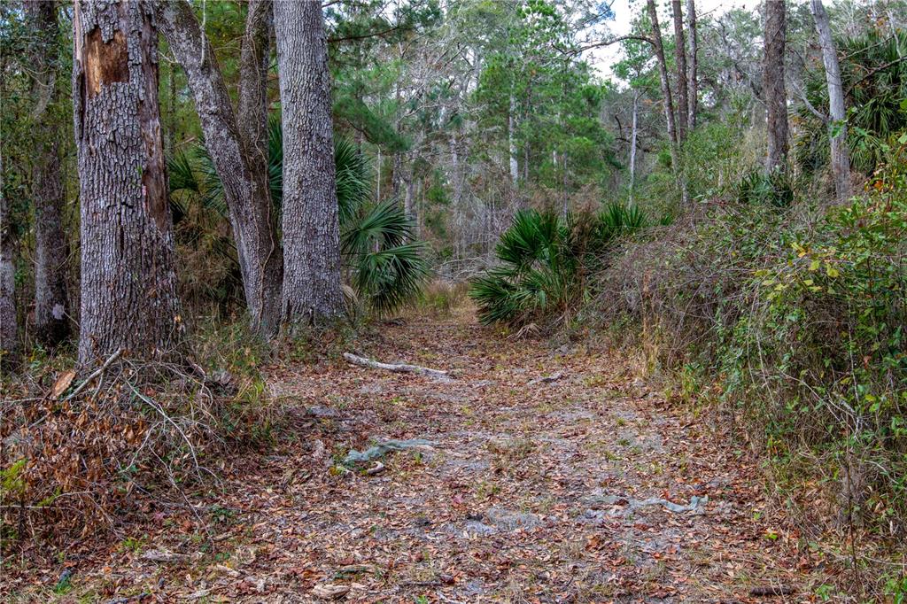 402 Southeast 709th Street Old Town, FL 32680 - Photo 34 of 37 a view of a yard with plants and trees