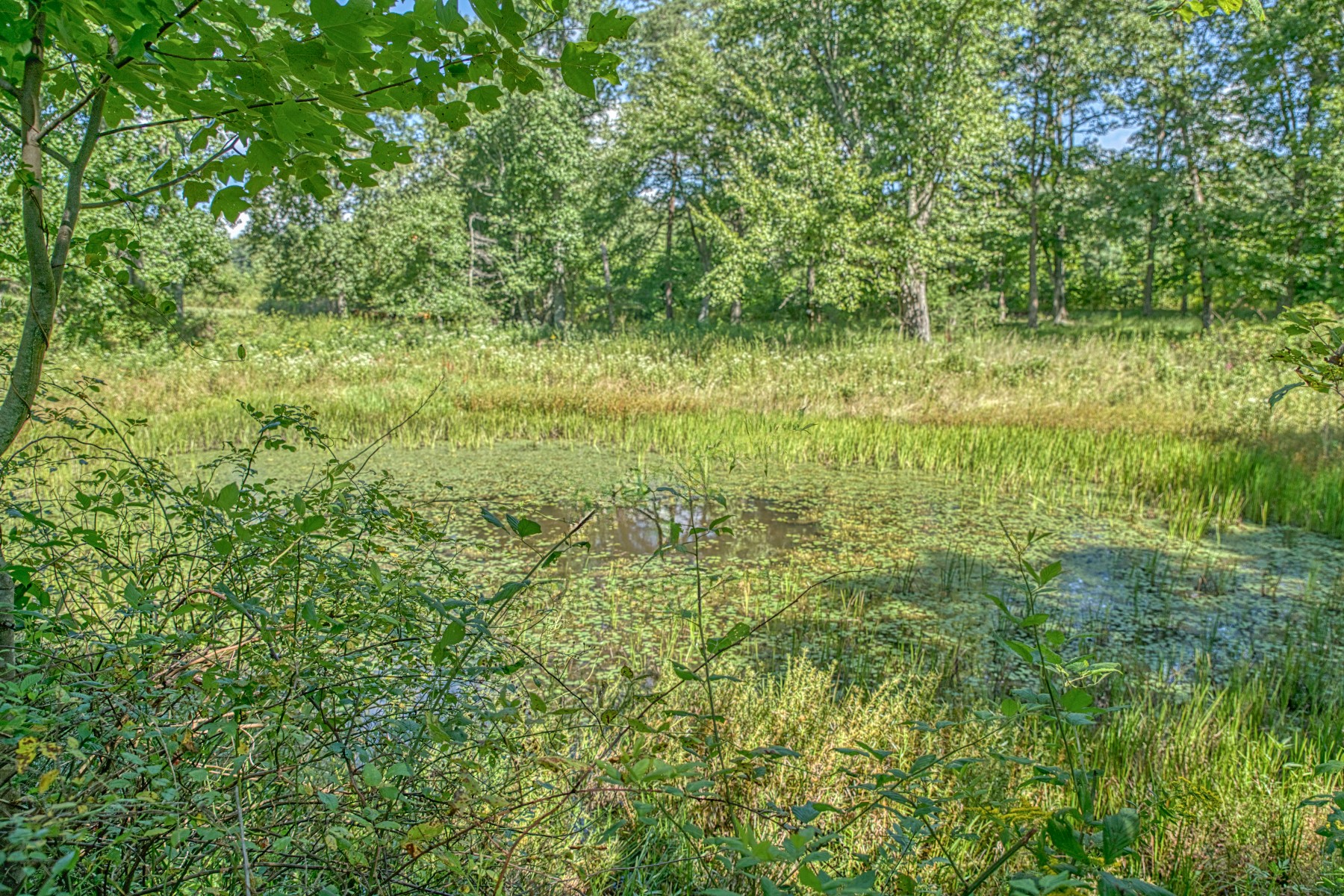 2110 Jr Camp Road Monterey, TN 38574 - Photo 21 of 35 a view of a garden