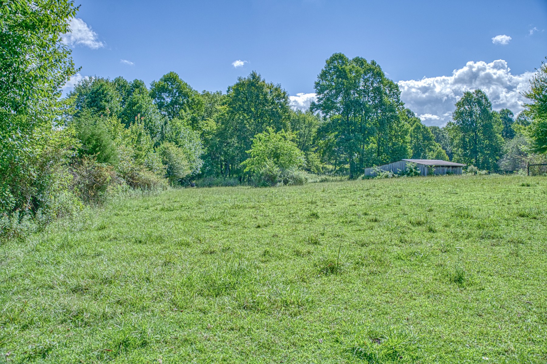 2110 Jr Camp Road Monterey, TN 38574 - Photo 24 of 35 a view of a yard with a tree