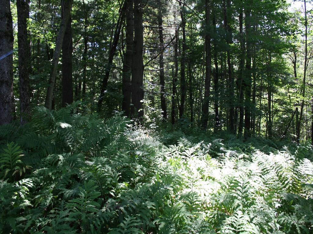 Lot 8 Newell Court Unity, ME 04988 - Photo 10 of 11 Photo