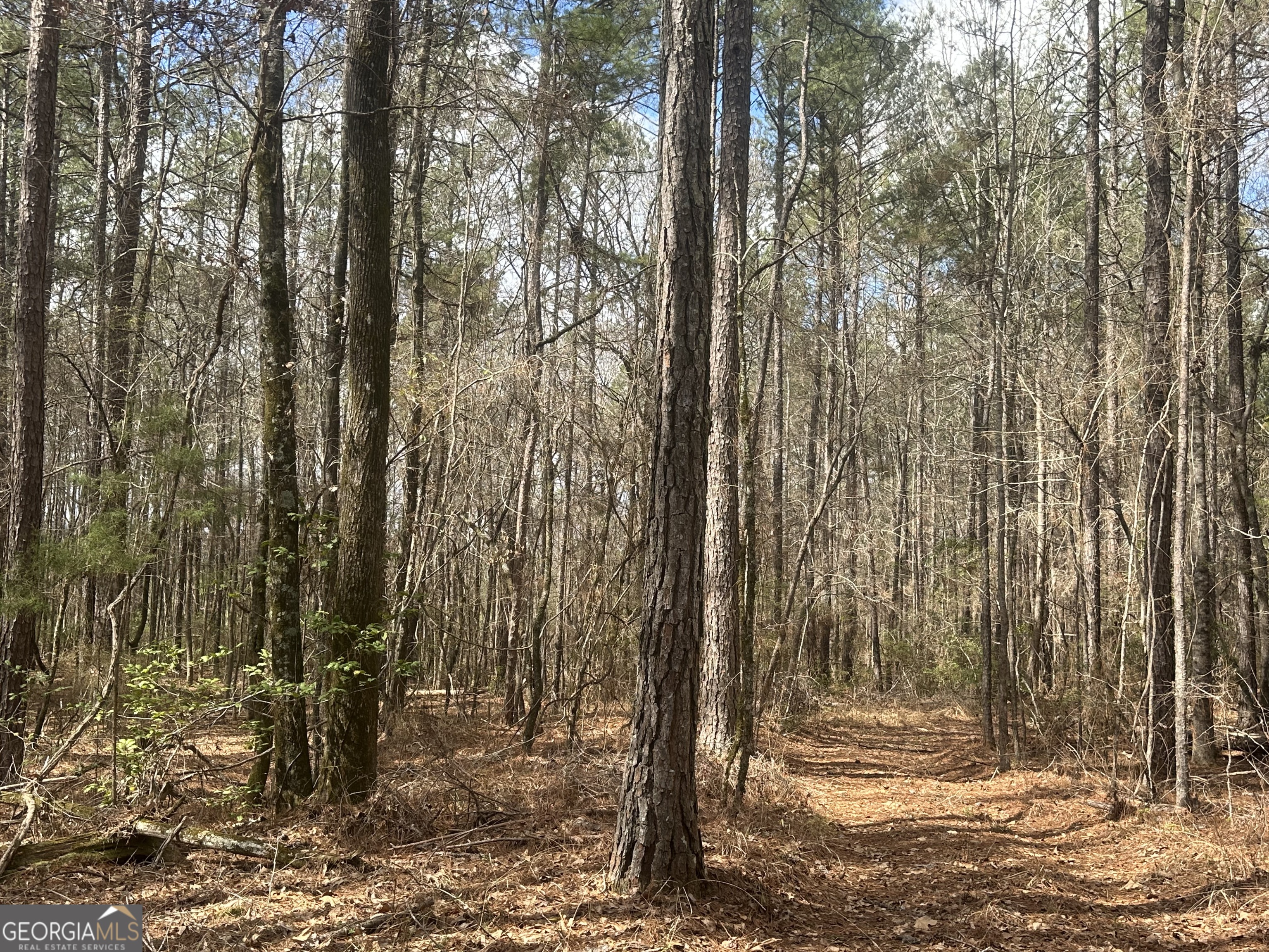 0 Gibson Road Talbotton, GA 31827 - Photo 13 of 38