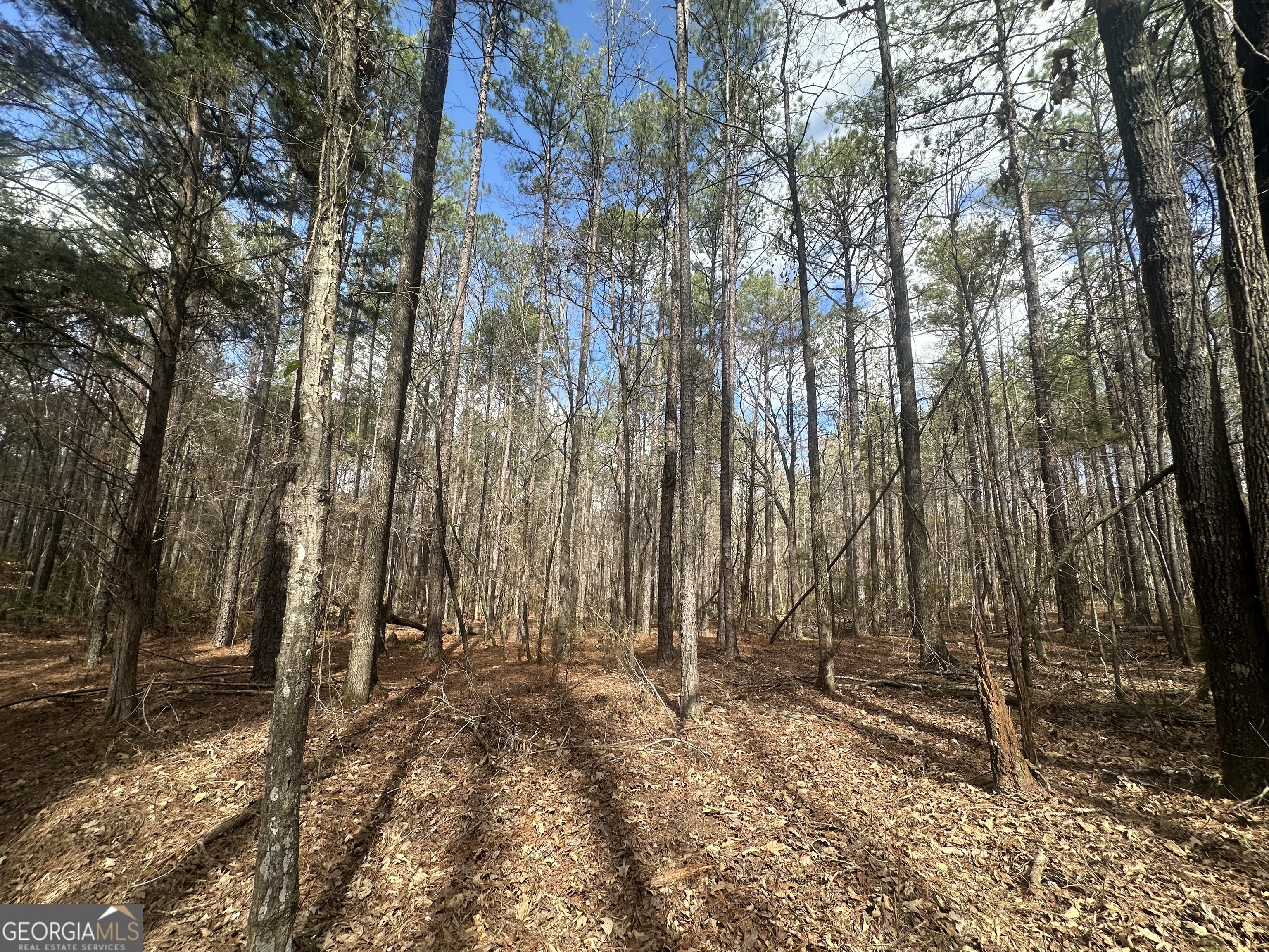 0 Gibson Road Talbotton, GA 31827 - Photo 15 of 38