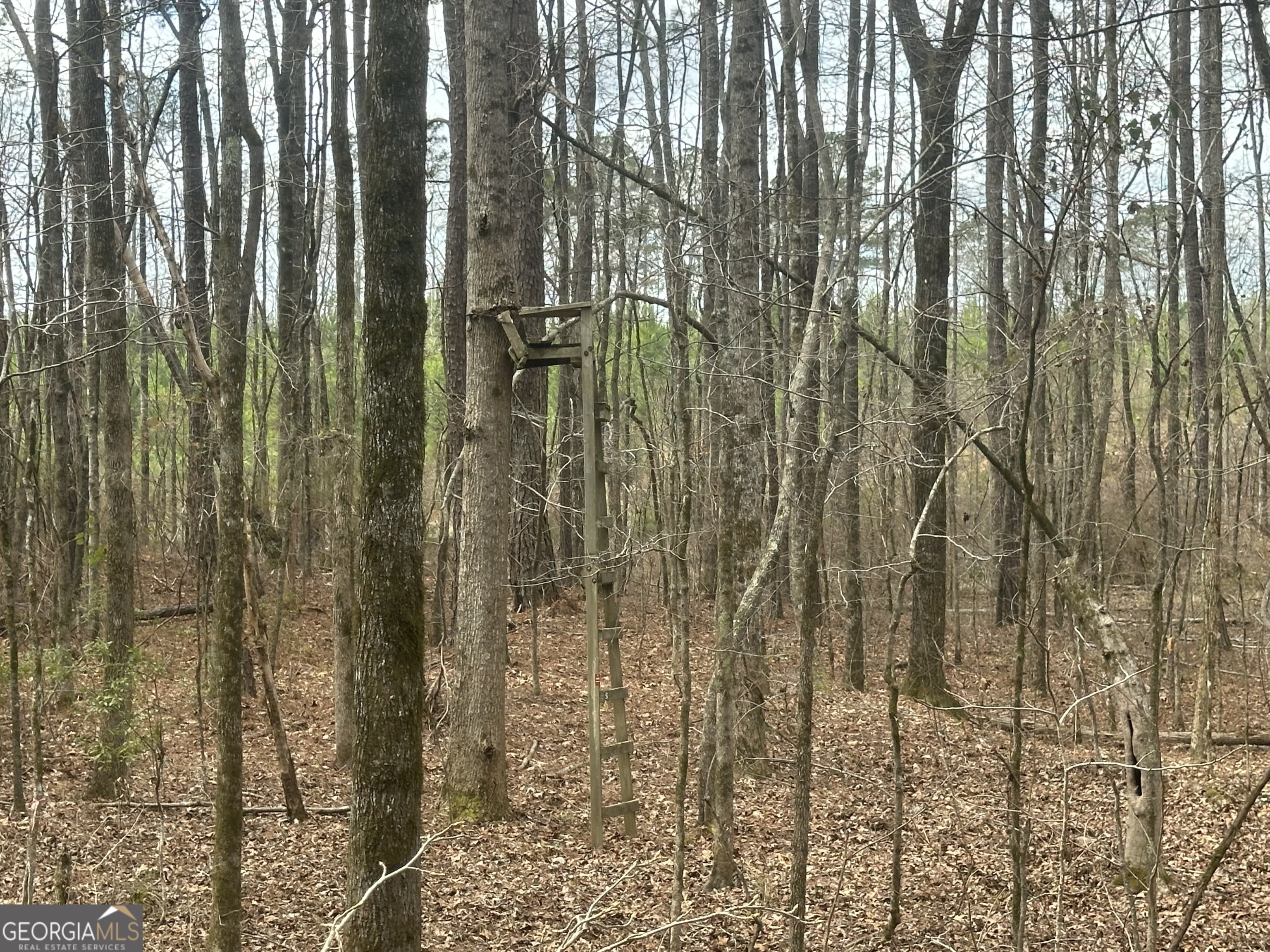 0 Gibson Road Talbotton, GA 31827 - Photo 16 of 38