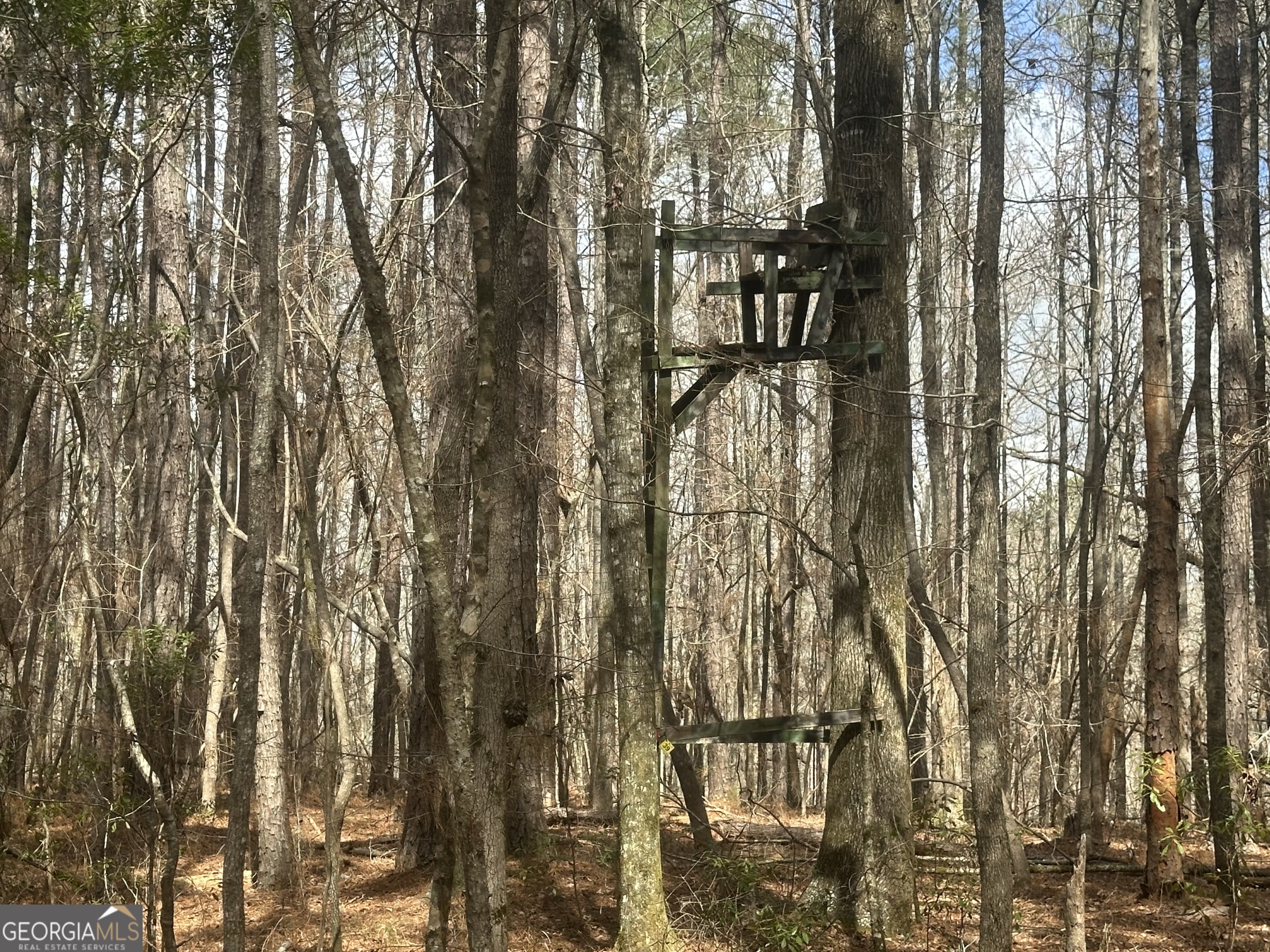 0 Gibson Road Talbotton, GA 31827 - Photo 19 of 38