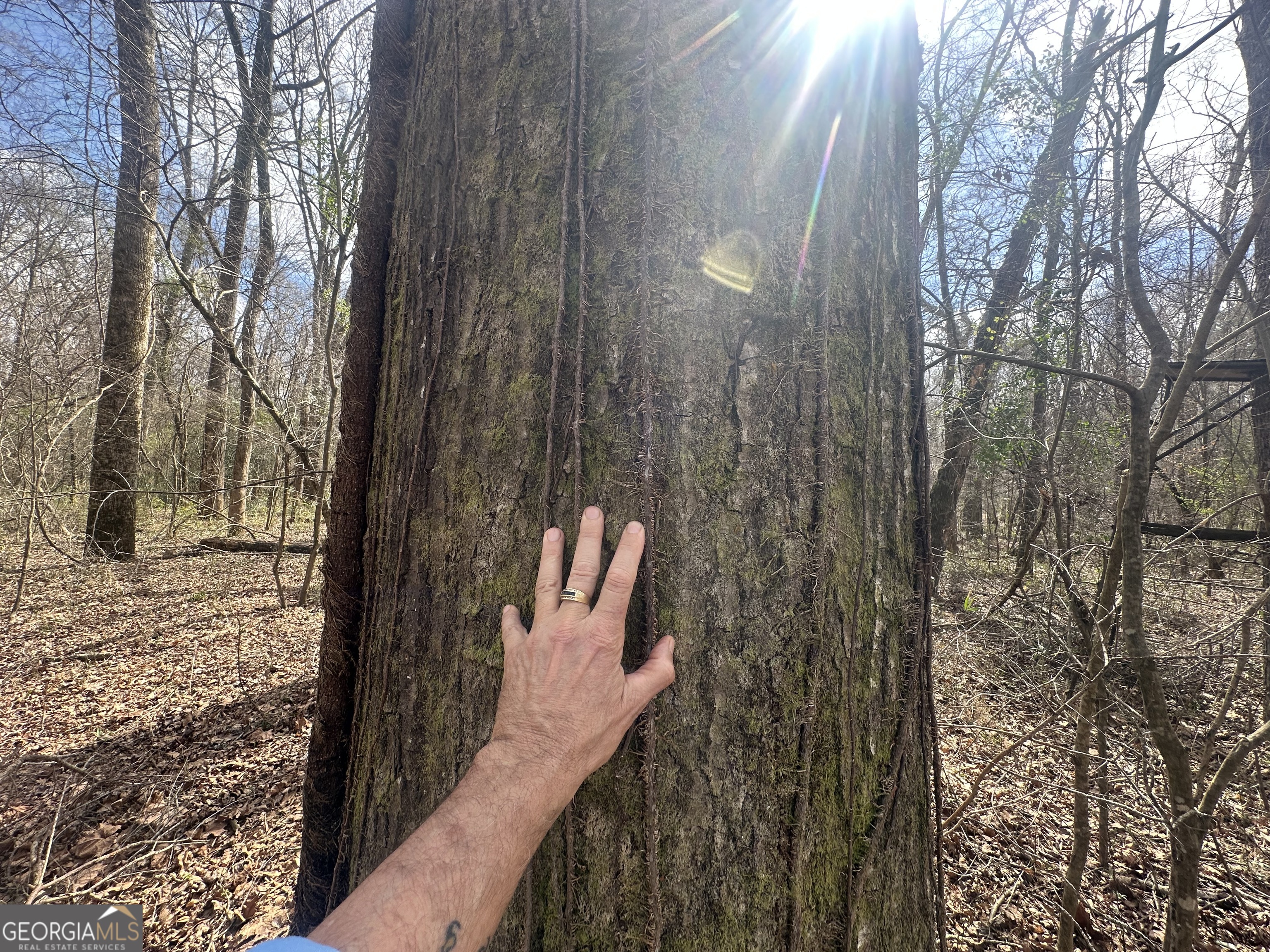 0 Gibson Road Talbotton, GA 31827 - Photo 27 of 38