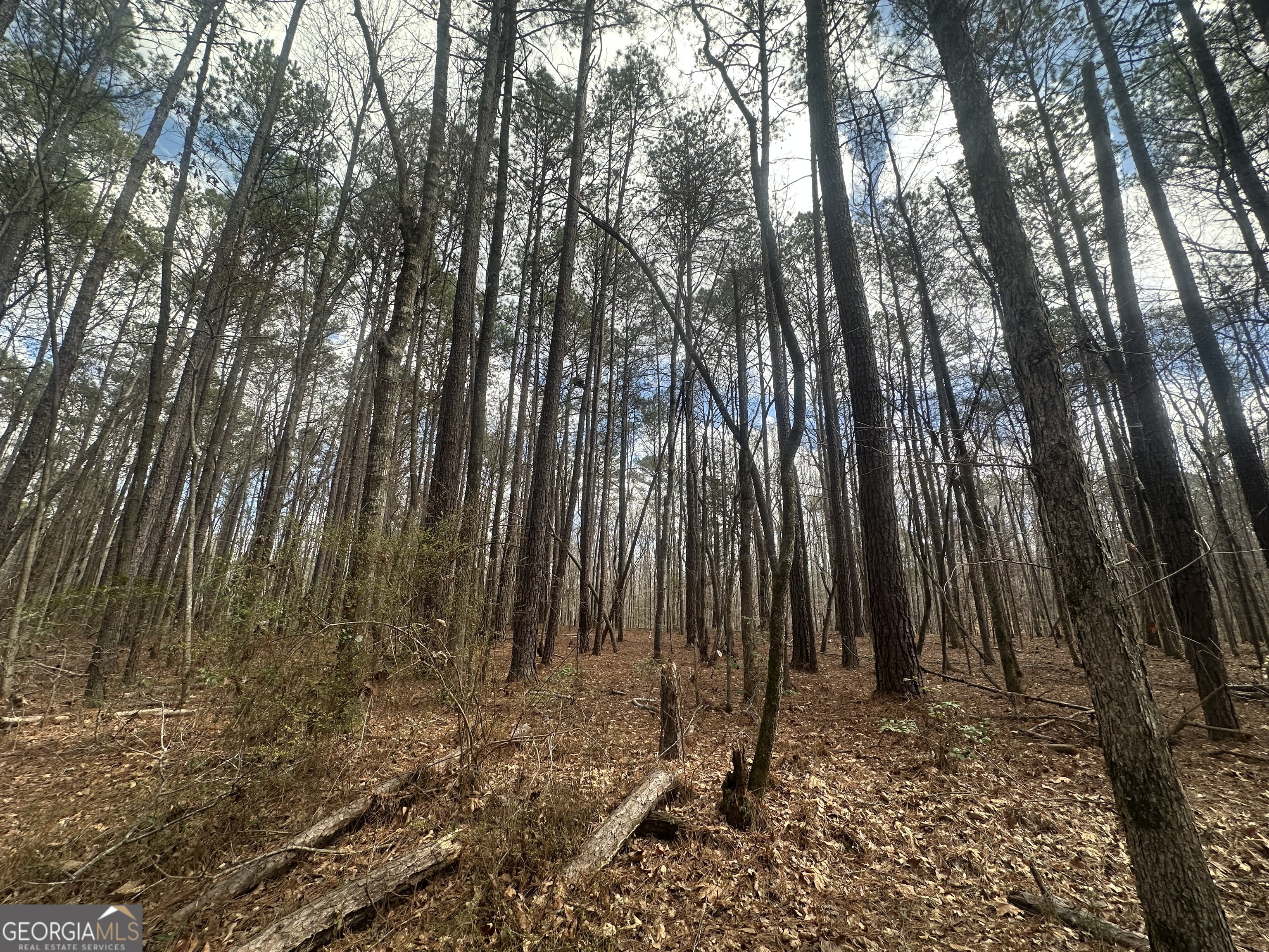 0 Gibson Road Talbotton, GA 31827 - Photo 3 of 38