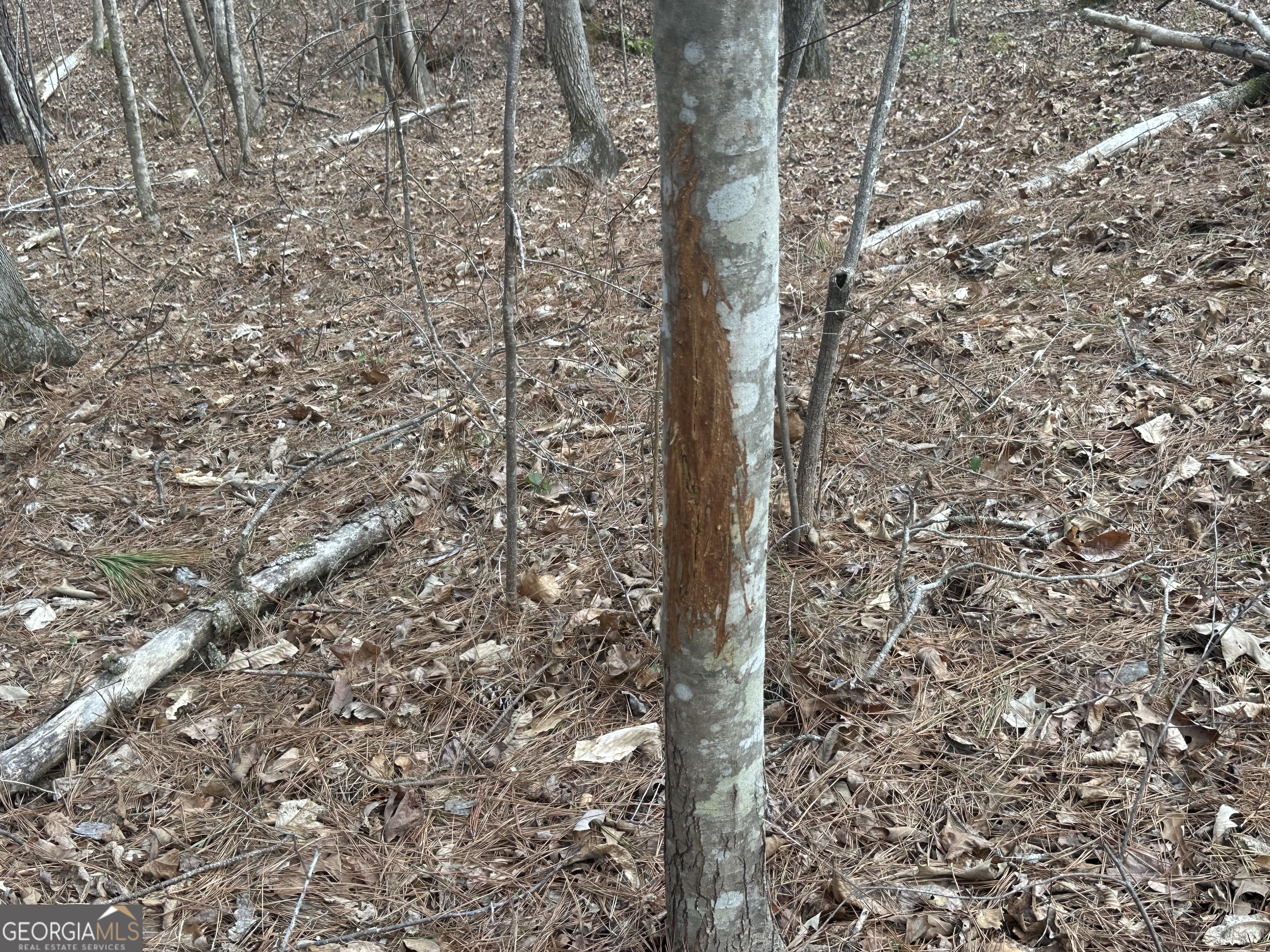 0 Gibson Road Talbotton, GA 31827 - Photo 31 of 38