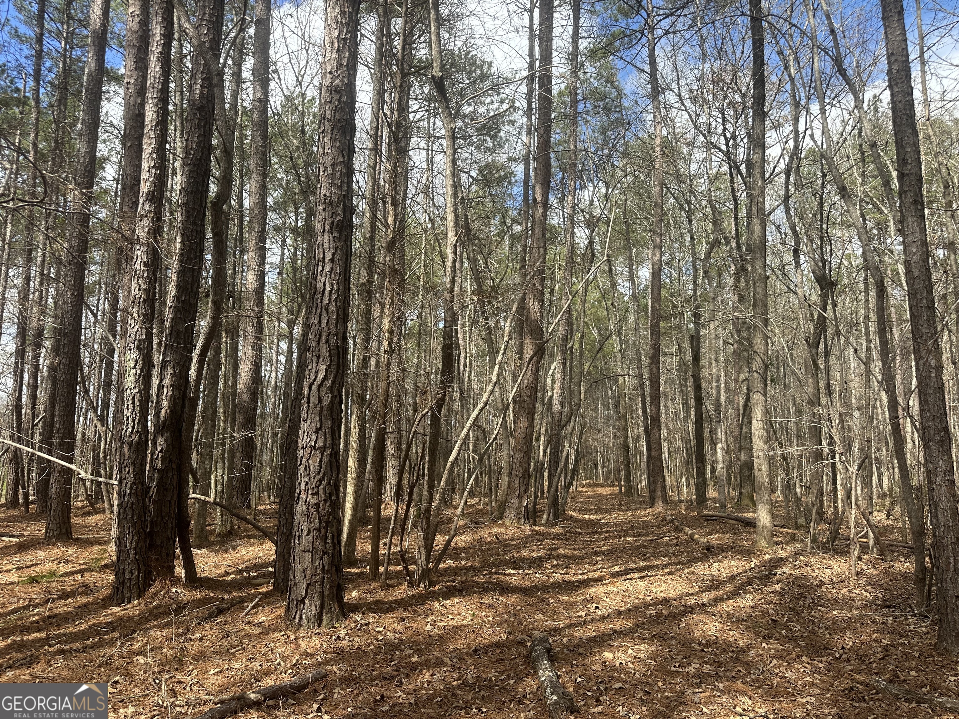 0 Gibson Road Talbotton, GA 31827 - Photo 4 of 38