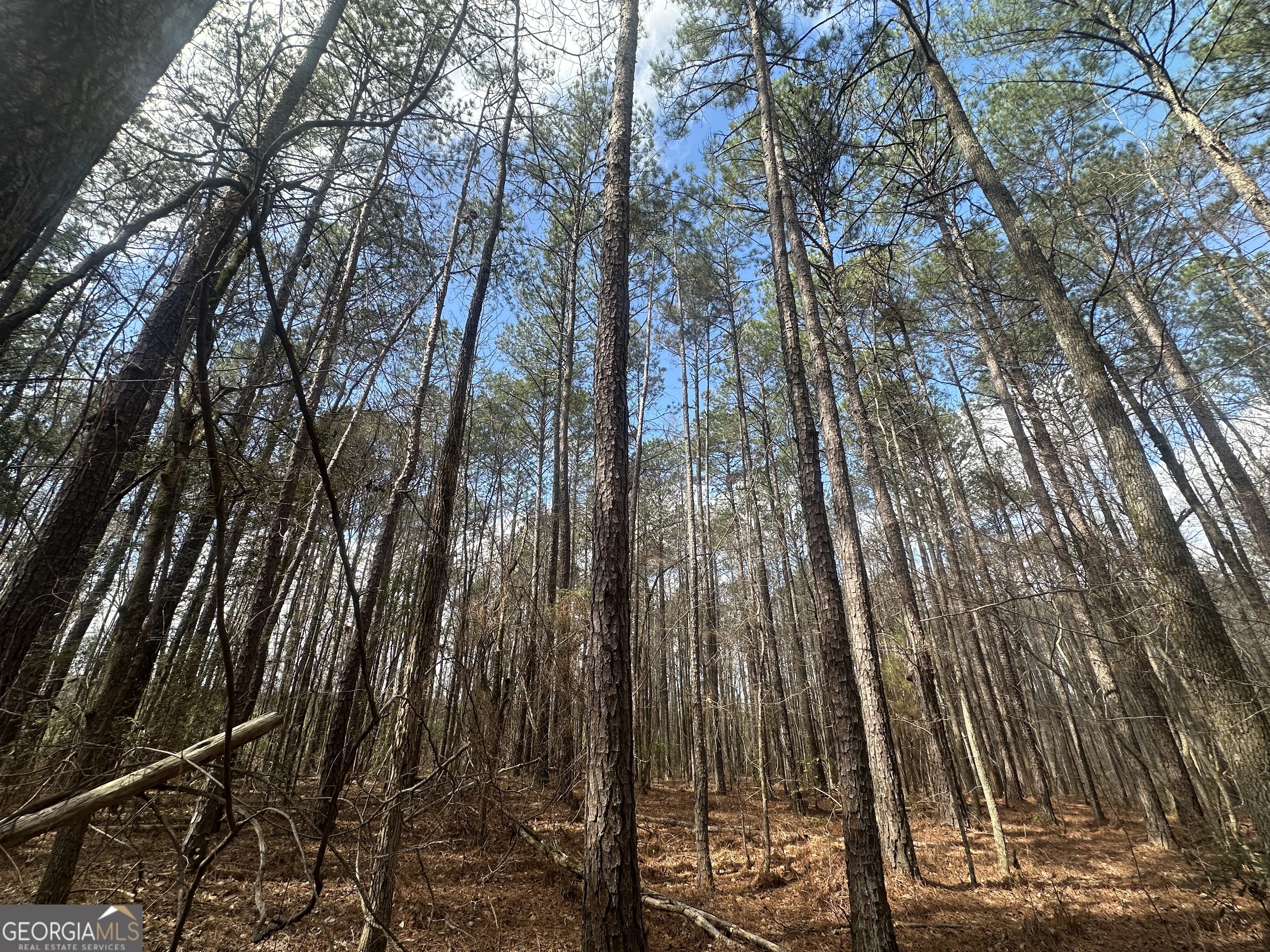 0 Gibson Road Talbotton, GA 31827 - Photo 5 of 38