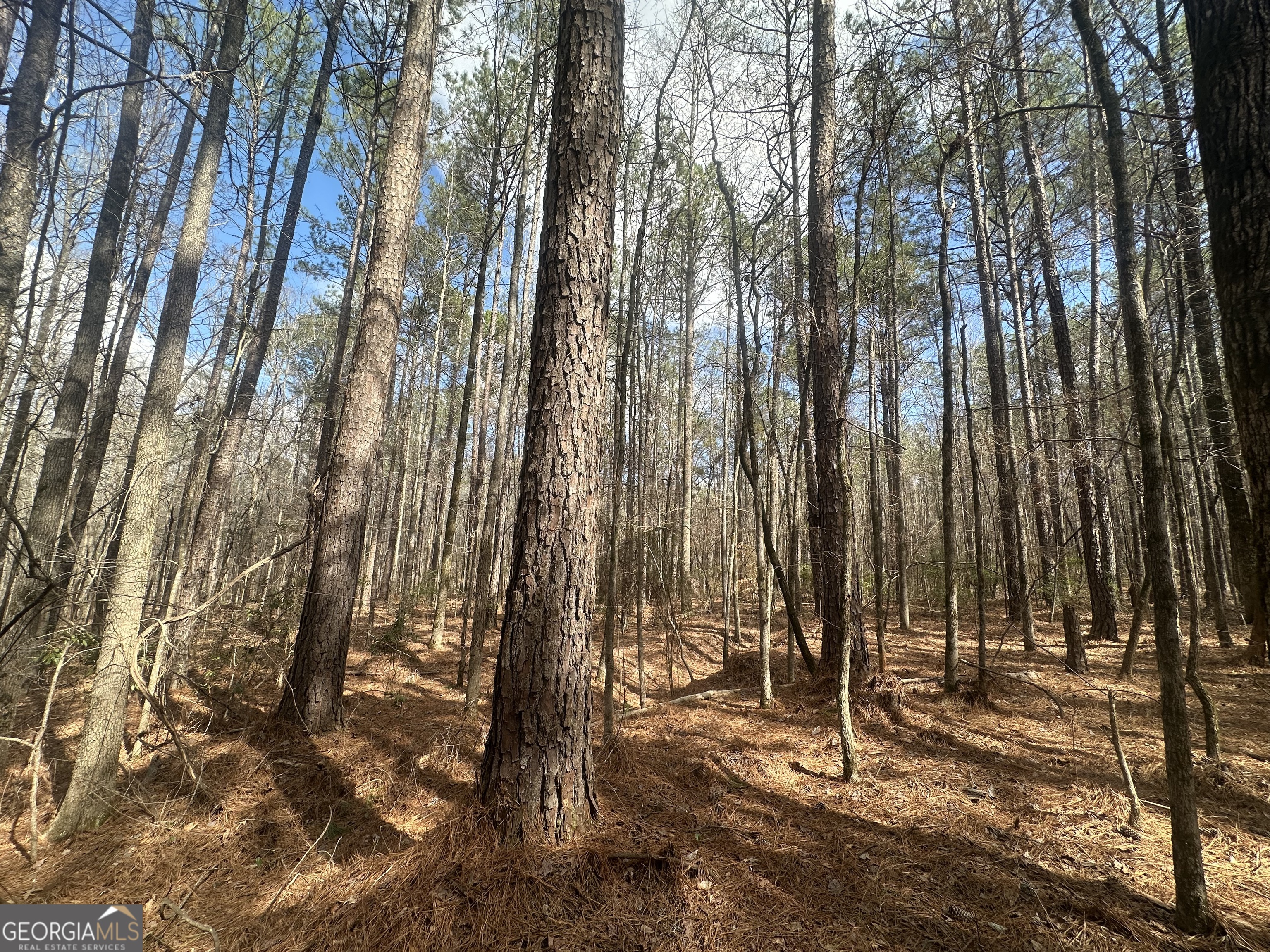 0 Gibson Road Talbotton, GA 31827 - Photo 6 of 38