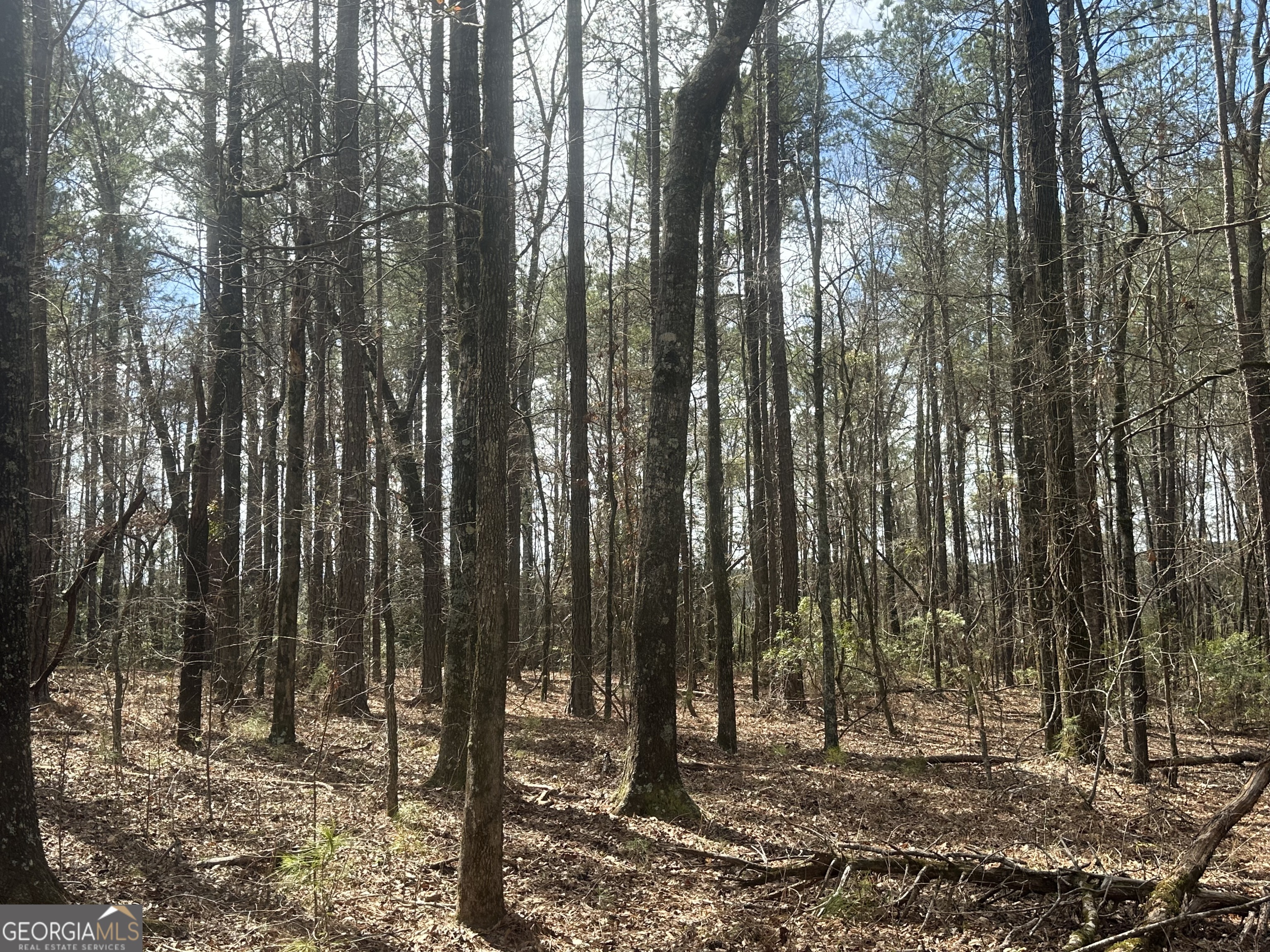 0 Gibson Road Talbotton, GA 31827 - Photo 7 of 38