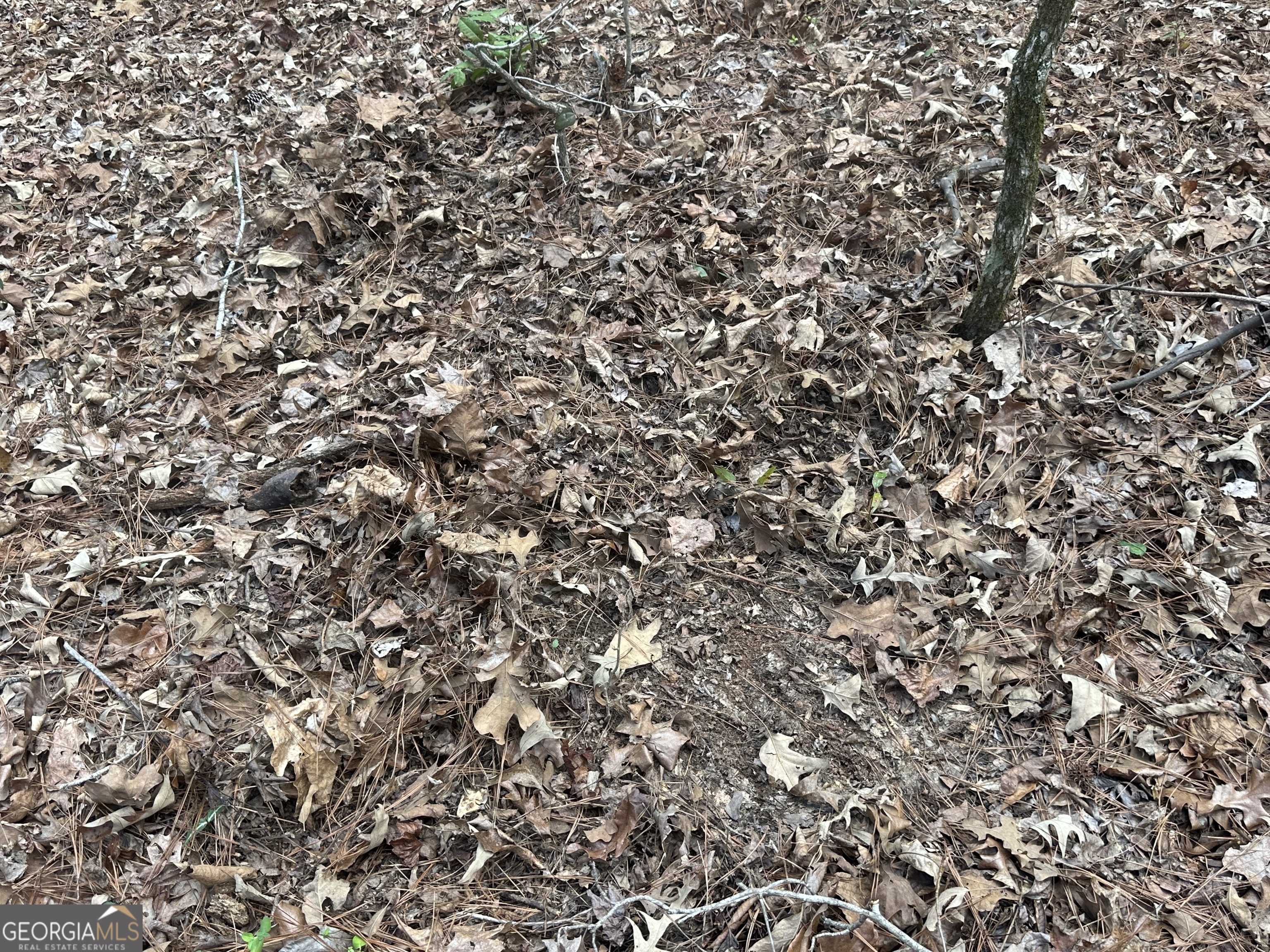 0 Gibson Road Talbotton, GA 31827 - Photo 9 of 38