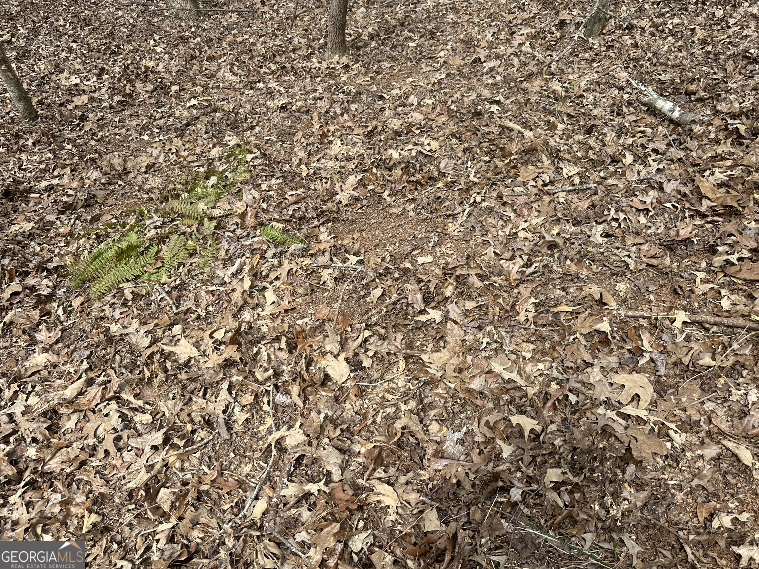 0 Gibson Road Talbotton, GA 31827 - Photo 10 of 38