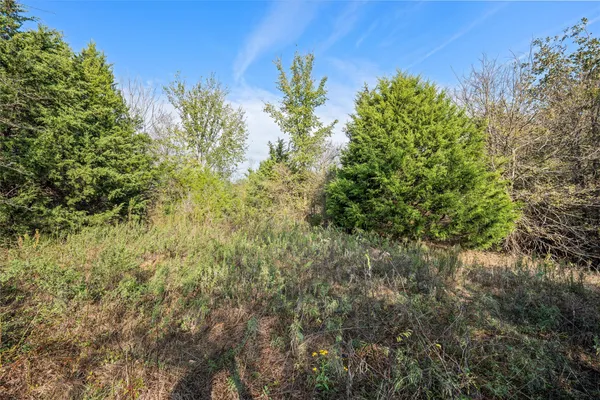 a view of a yard with plants and a trees