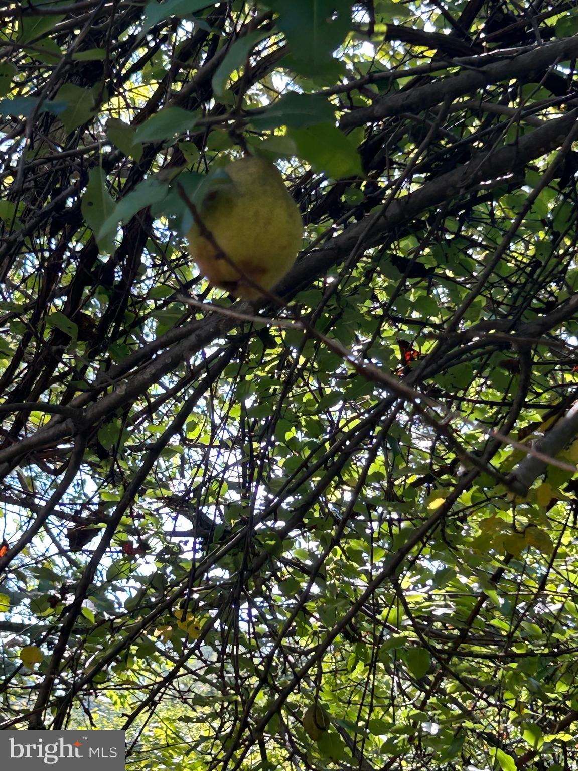 3763 Browntown Road Front Royal, VA 22630 - Photo 24 of 24 Fresh Pears in the backyard