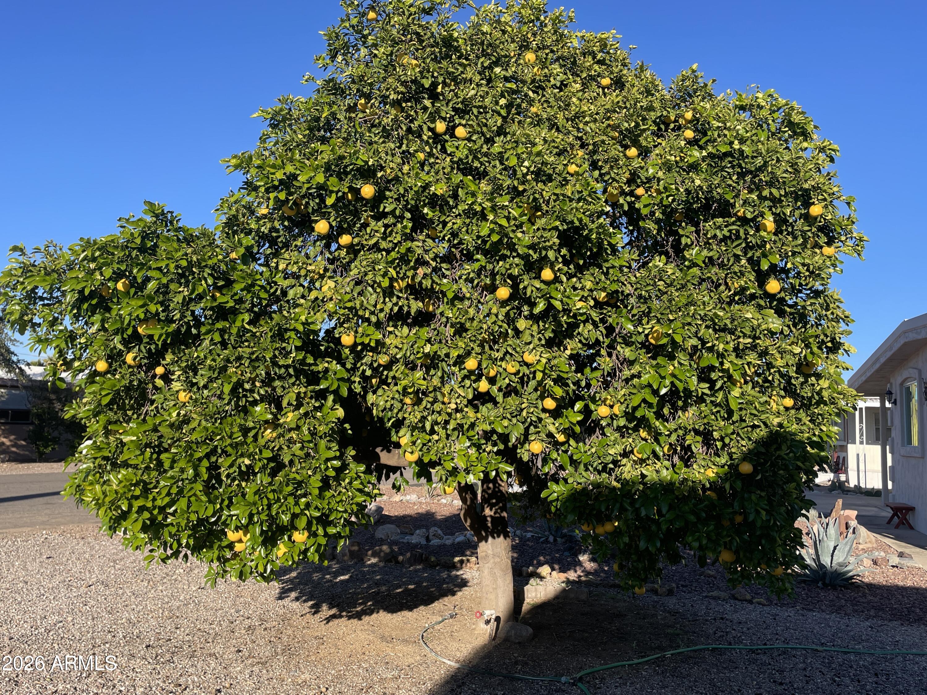 75 East Lynn Way Queen Valley, AZ 85118 - Photo 6 of 24