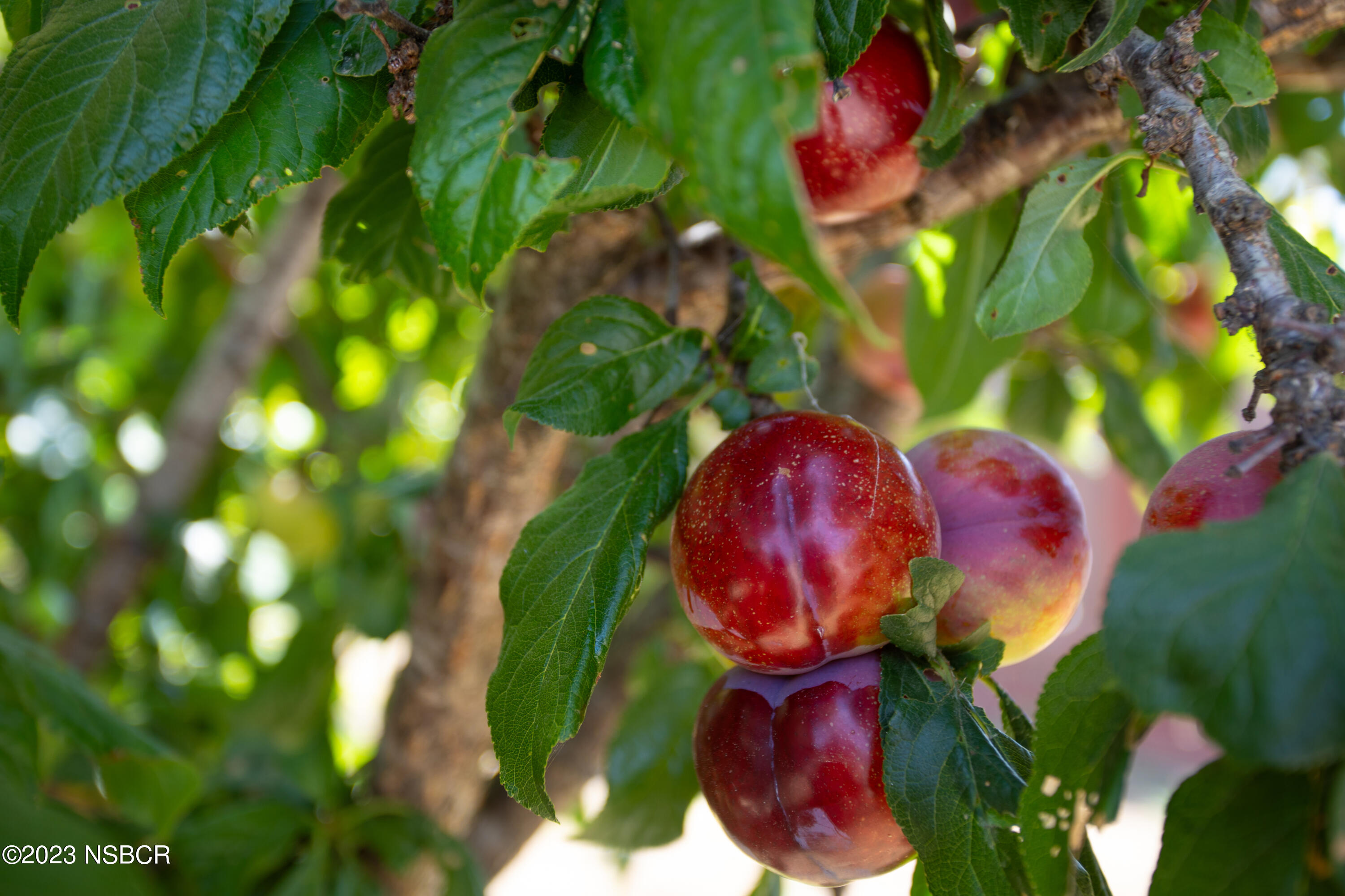 303 North Third Street Lompoc, CA 93436 - Photo 29 of 31 a close up of a flower in a garden